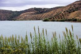 Image du Maroc Professionnelle de  Le Barrage Allal Al Fassi est situé dans la Province de Sefrou sur Oued Sebou avec un volume de stockage de 63.7 Mm3, il contrôle un bassin versant de 5.400 km2. Ce Barrage a été mis en service en 1990. But de l'ouvrage  production d'électricité, irrigation et protection contre les crues, 8 septembre 2005. Photo / Abdeljalil Bounhar) 